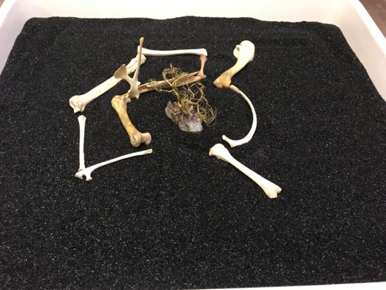 A group of bones on a black surface Description automatically generated