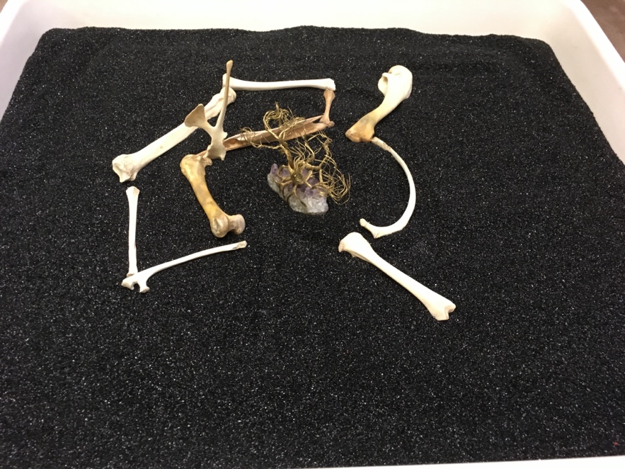 A group of bones on a black surface Description automatically generated